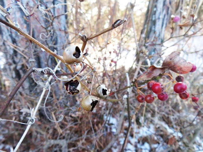 photoサルトリイバラ