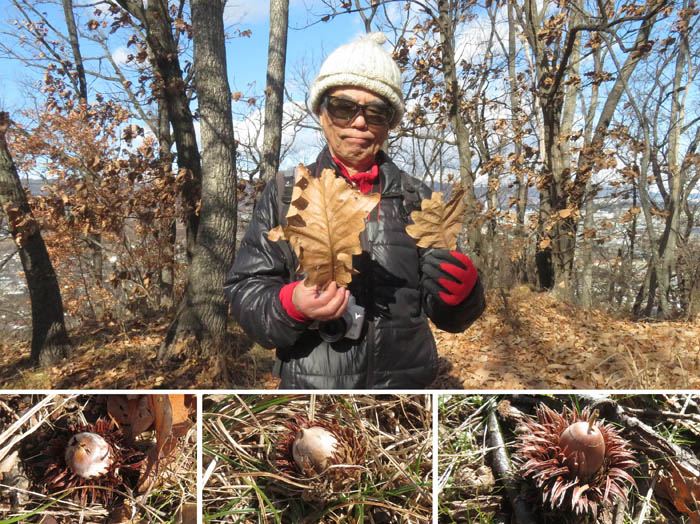 photo12カシワの落ち葉とドングリ