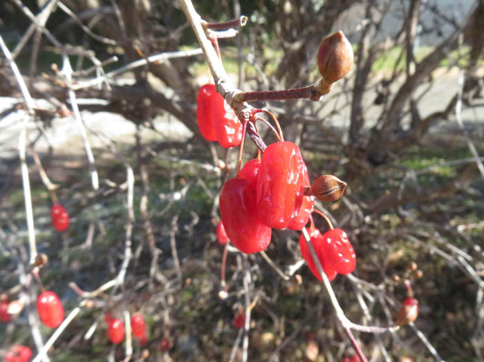 photoサンシュユ