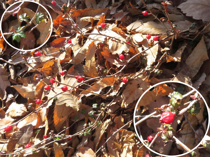 photo5ヤブサンザシに似た実