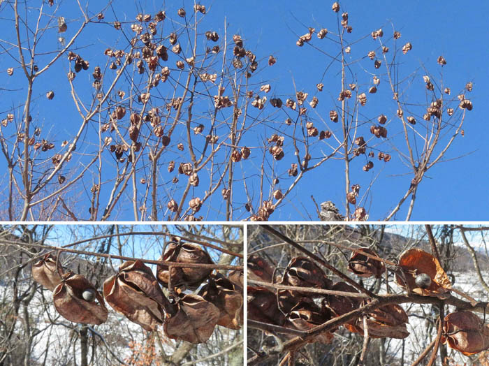 photo何の木かな