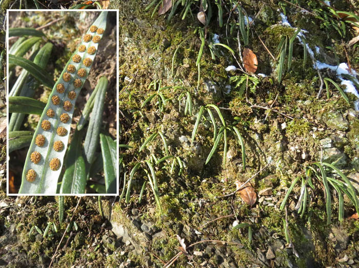 photoノキシノブ