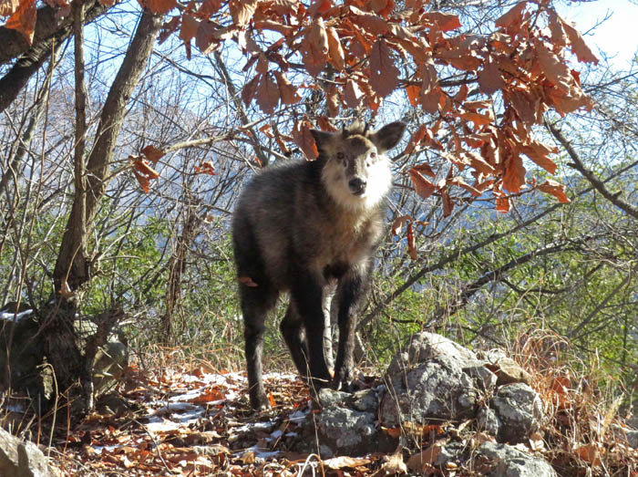 photo8先客はカモシカさん