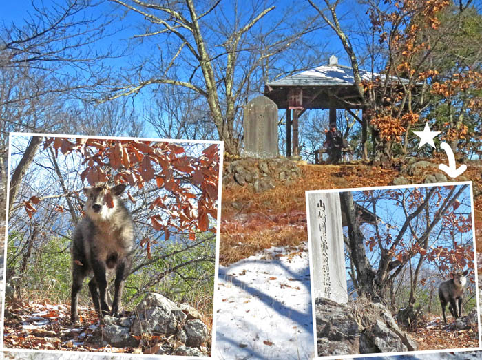 photo9カモシカがいた展望広場で休憩