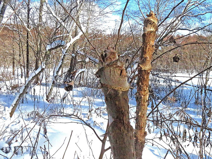photo4タラノキ冬芽