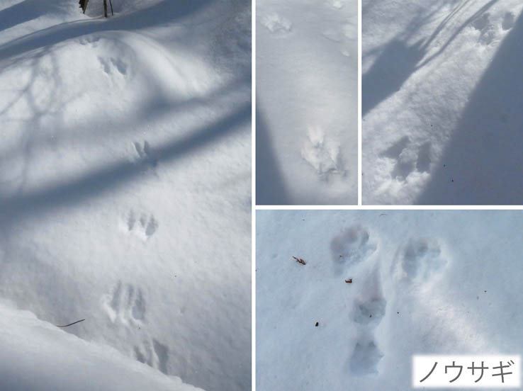 photo8雪の上に残る動物たちの足跡
