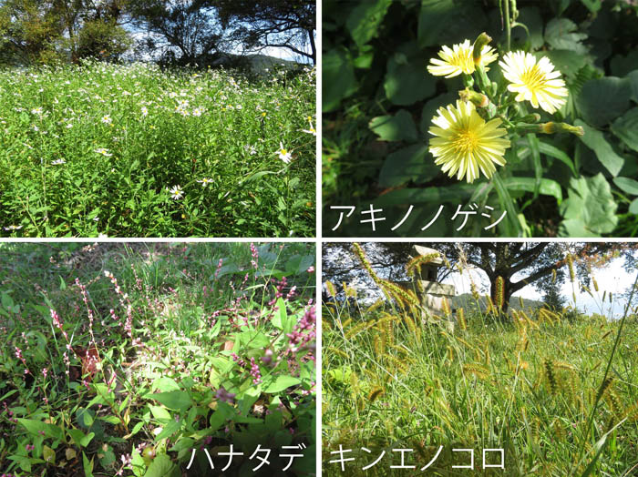 photo：アキノノゲシ,ハナタデ,キンエノコロ,他・葛山
