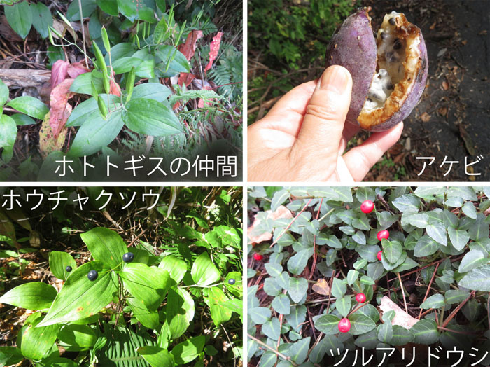 photo：ホトトギスの仲間,アケビ,ホウチャクソウ,ツルアリドウシ・葛山