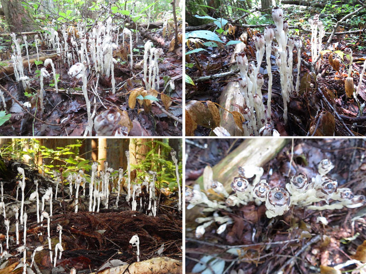photo：アキノギンリョウソウ大群生・葛山