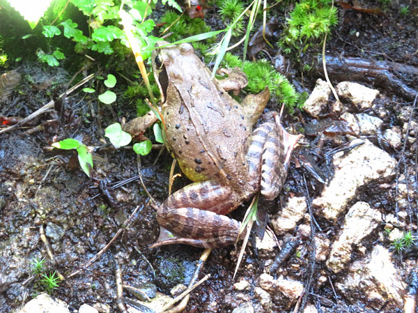 photo：ヤマアカガエル・葛山
