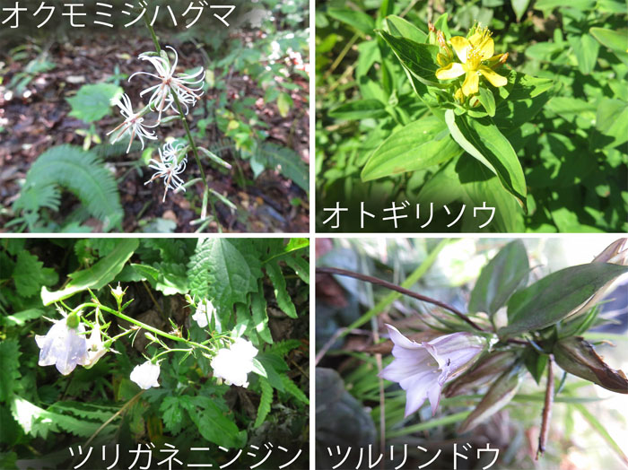 photo：オクモミジハグマ,オトギリソウ,ツリガネニンジン,ツルリンドウ・葛山