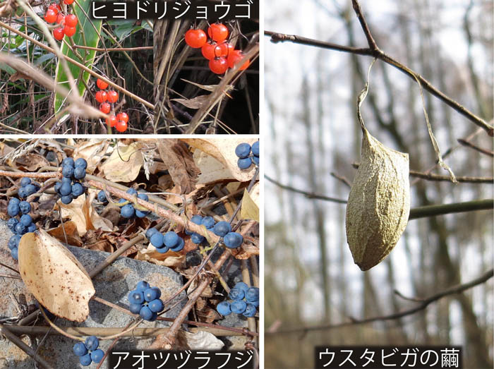 ヒユドリジョウゴ,アオツヅラフジ,ウスタビガの繭