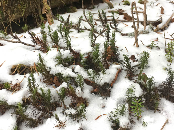 写真・小さな森は苔と木の芽：朝日岳