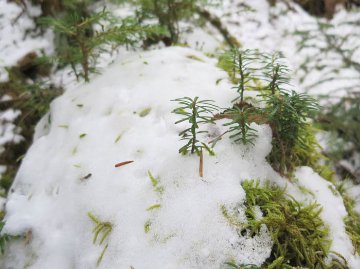 写真・雪の上の小さな森：朝日岳