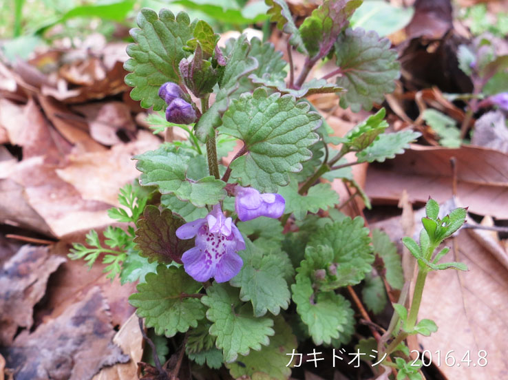 画像8