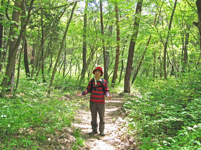 写真・緑ひかる森：大峰山