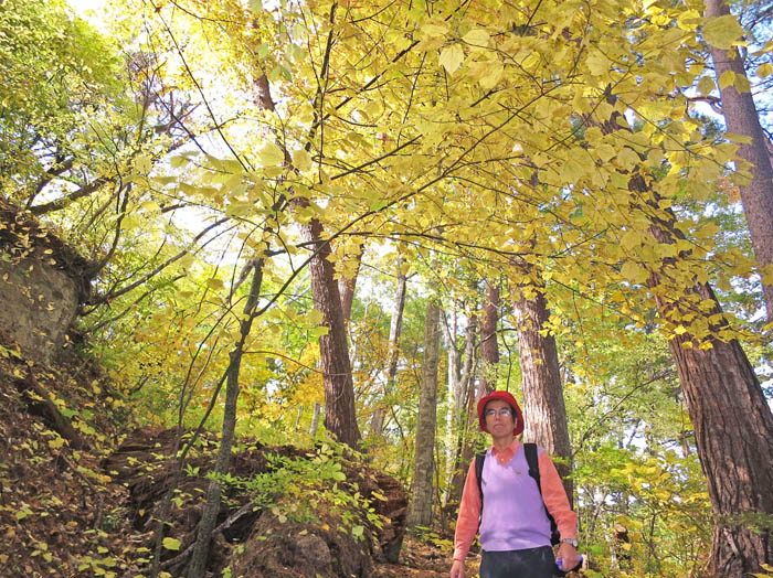 写真・紅葉の森：大峰山