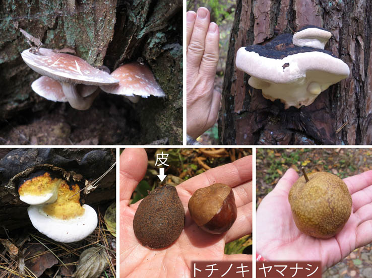 写真・キノコ,トチノキ,ヤマナシ：大峰山