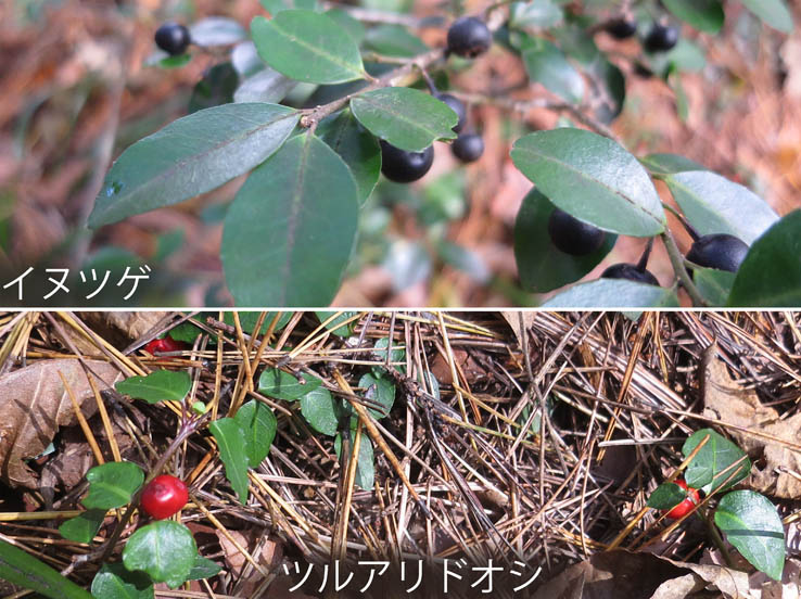 写真・イヌツゲ,ツルアリドオシ：大峰山