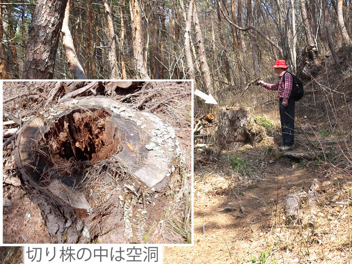 写真・空洞の切り株：大峰山