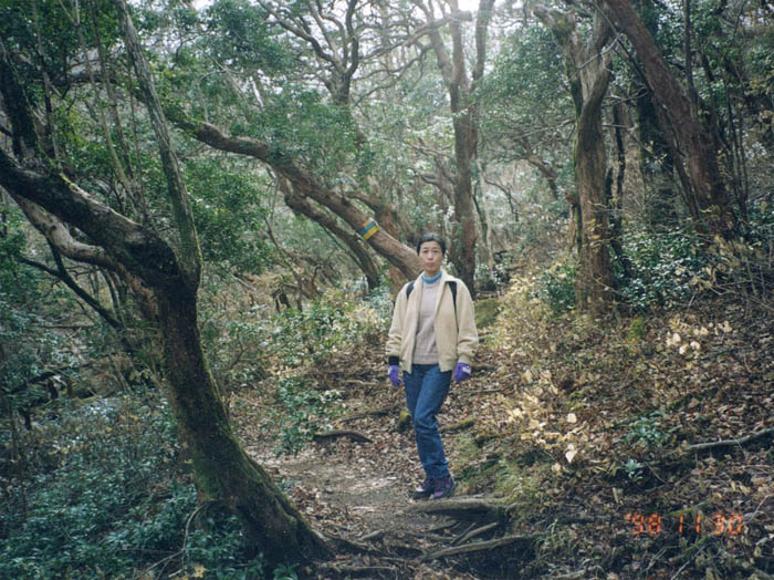 photo：深い森の中を登り始める：天城山