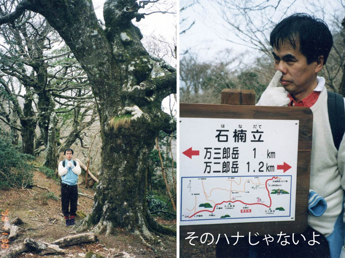 photo：シャクナゲが多い「はなだて」：天城山
