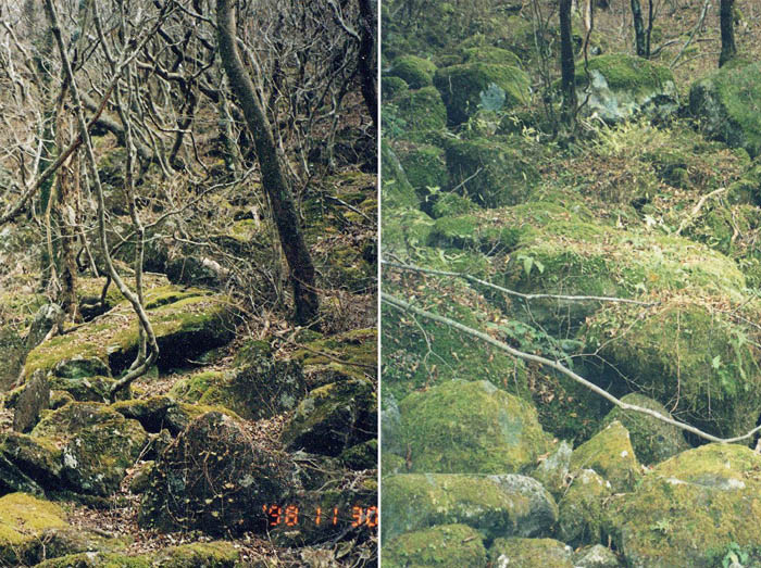 photo：登り（左）も下り（右）も苔むす道：天城山