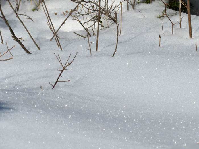photo：光る雪：地附山