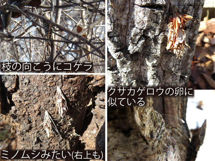 photo：コゲラ,ミノムシの様,クサカゲロウの卵に似ている：地附山