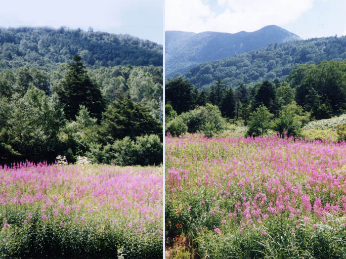 photo：聖平のヤナギランと岩菅山　8.12