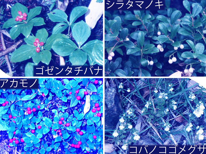 photo：アカモノ,シラタマノキ,ゴゼンタチバナ,コバノコゴメグサ：岩菅山