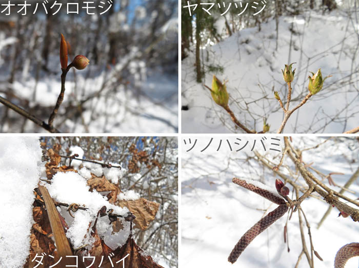 photo：花の蕾・オオバクロモジ,ツノハシバミ,ダンコウバイ,ヤマツツジ：雪の地附山