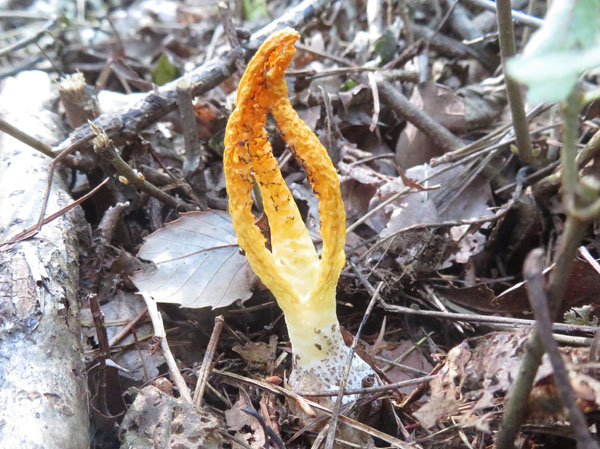 photo：キノコ　サンコタケ・長野市茶臼山