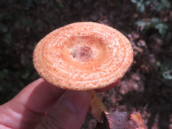 photo：キノコ　ハツタケ・長野市茶臼山
