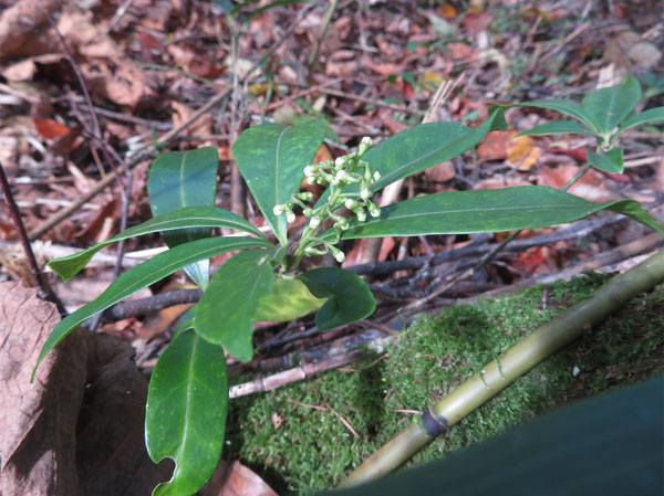 photo：ツルシキミの蕾・戸隠森林植物園