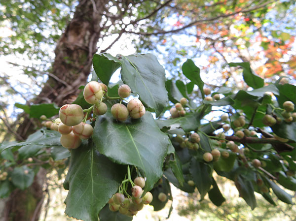 photo：ツルマサキの実・戸隠森林植物園