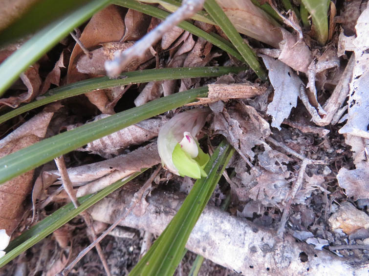 シュンランの花（蕾）