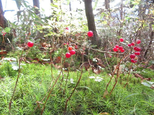 photo：マイヅルソウの実・赤石山