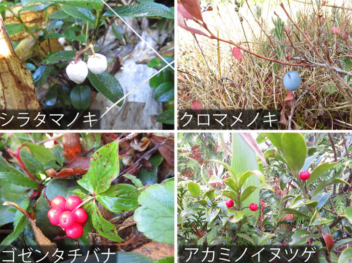 photo：木の実、草の実・シラタマノキ,コロマケノキ,ゴゼンタチバナ,アカミノイノツゲ・赤石山
