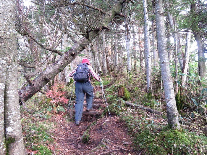 photo：針葉樹の中、山頂は近い・赤石山