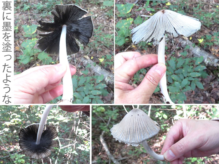 photo：傘の裏に触ると黒くなるキノコ・ヒトヨタケ・茶臼山