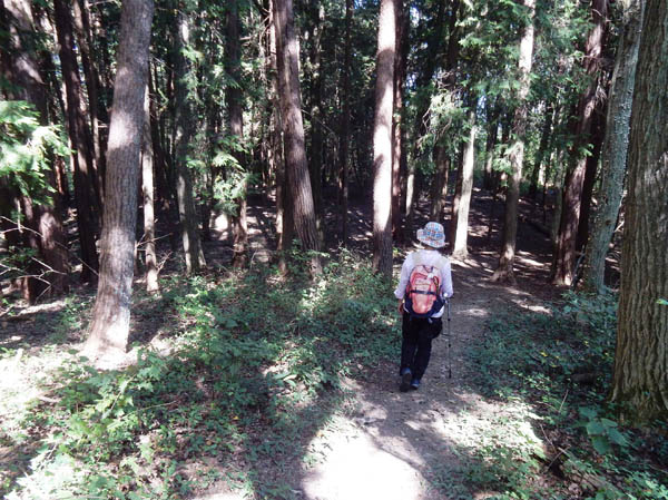 photo：山頂付近の針葉樹林・茶臼山