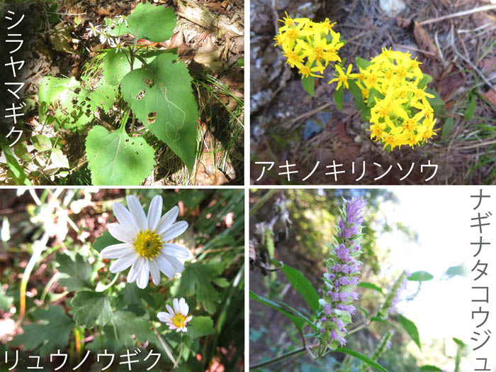 photo：秋の山を彩る・シラヤマギク,アキノキリンソウ,リュウノウギク,ナギナタコウジュ・地附山・大峰山