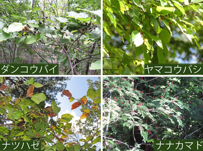 photo：樹上の実たち・ダンコウバイ,ヤマコウバシ,ナツハゼ,ナツハゼ・地附山・大峰山