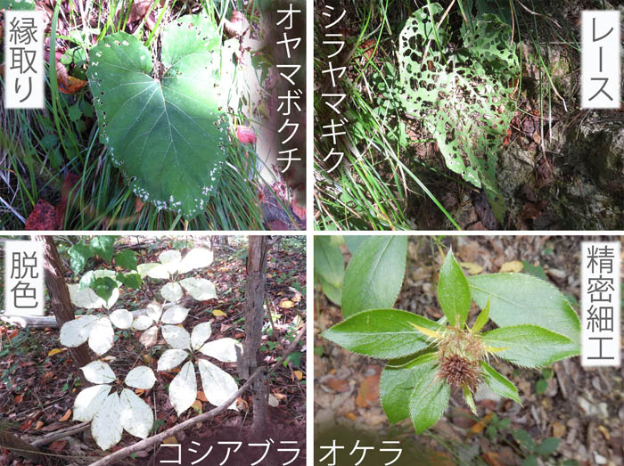 photo：自然界の面白芸術・オヤマボクチ,シラヤマギク,コシアブラ,オケラ・地附山・大峰山