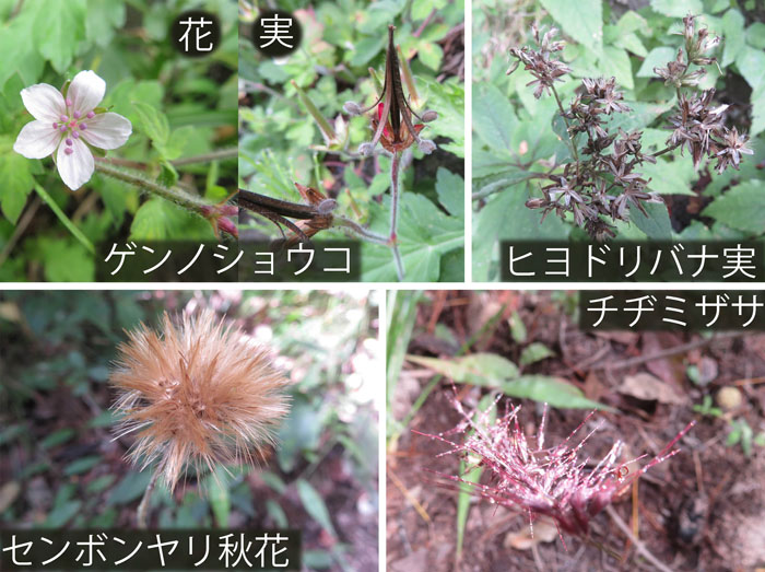 photo：目立たないけれど・ゲンノショウコ,ヒヨドリバナ,センボンヤリ秋花,チヂミザサ・地附山・大峰山