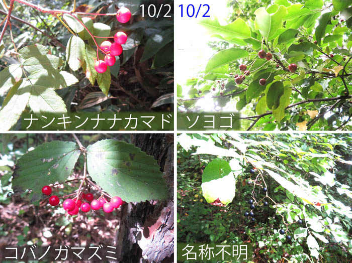 photo：いろいろな木の実・ナンキンナナカマド,ソヨゴ,コバノガマズミ,名称不明・地附山・大峰山