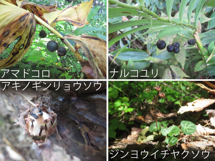 photo：実をつける・アマドコロ,ナルコユリ,アキノギンリョウソウ,ジンヨウイチヤクソウ・地附山・大峰山