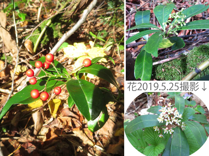 photo：ツルシキミの蕾と花・戸隠森林植物園