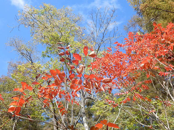 photo：ヤマウルシ・戸隠森林植物園